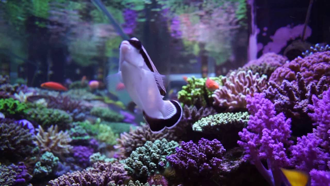 Café de Rose Reef Tank (1800x600x600) - YouTube