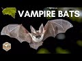 Vampire bats