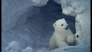 Polar Bears Internationals Maternal Den Study In Svalbard