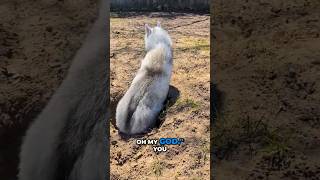 Funny Dog Falls in Hole, Then Tries to Escape!