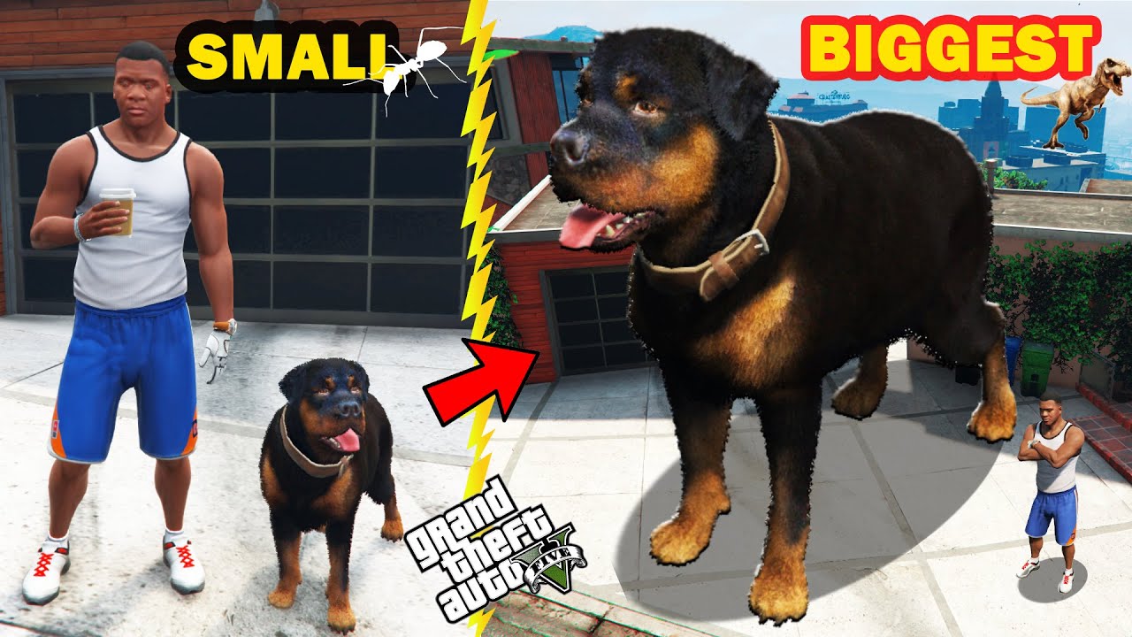 Franklin Try To Upgrade CHOP Into BIGGEST EVER In GTA 5 GTA5 AVENGERS 