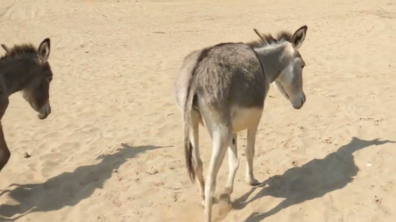 Saharan Companions: Living with Desert Donkeys""Dust and Determination: The Desert Donkey Diaries