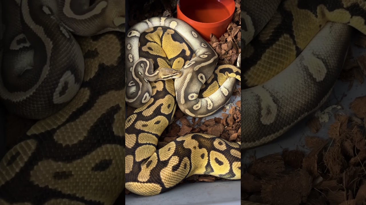 Kolejne łączenie na 2026 #pythonregius #snake #pytonkrólewski #ballpython #hodowlawęży #pets #python