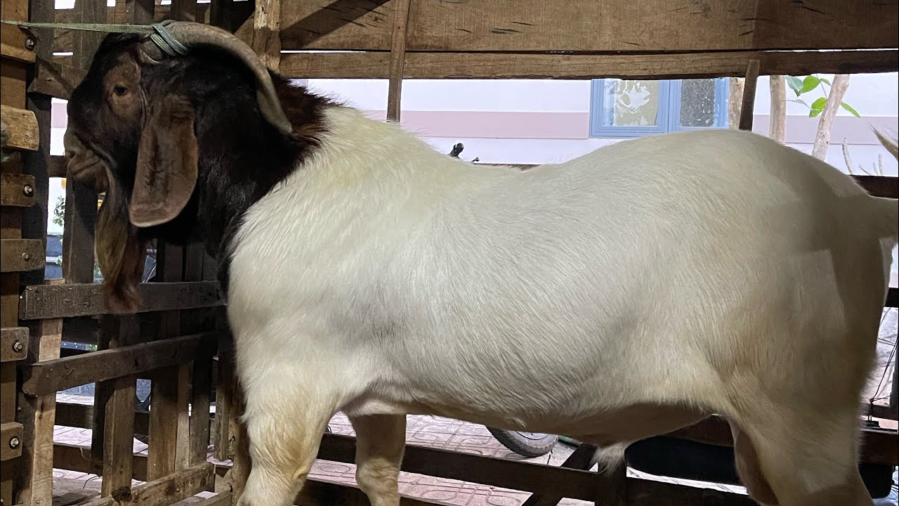 Khai xuân cho mấy em Dê Khủng long ăn sáng !  