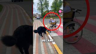 How this clever dog saves grandpa in wheelchair ❤️ #dog