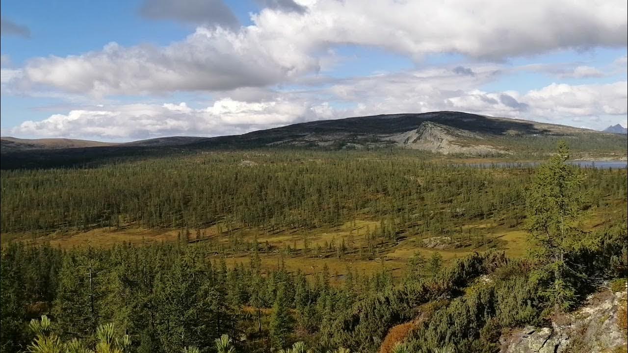 Рыболовство оленеводство охота ханты. Рябчик сахалинский. Охота на куницу с карело-финскими лайками. Охота на глухаря с легавой. Степная куропатка охота.