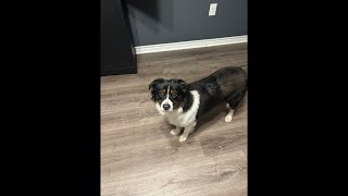 Birthday two live stream ￼