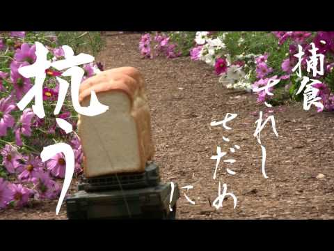食パン VS 動物