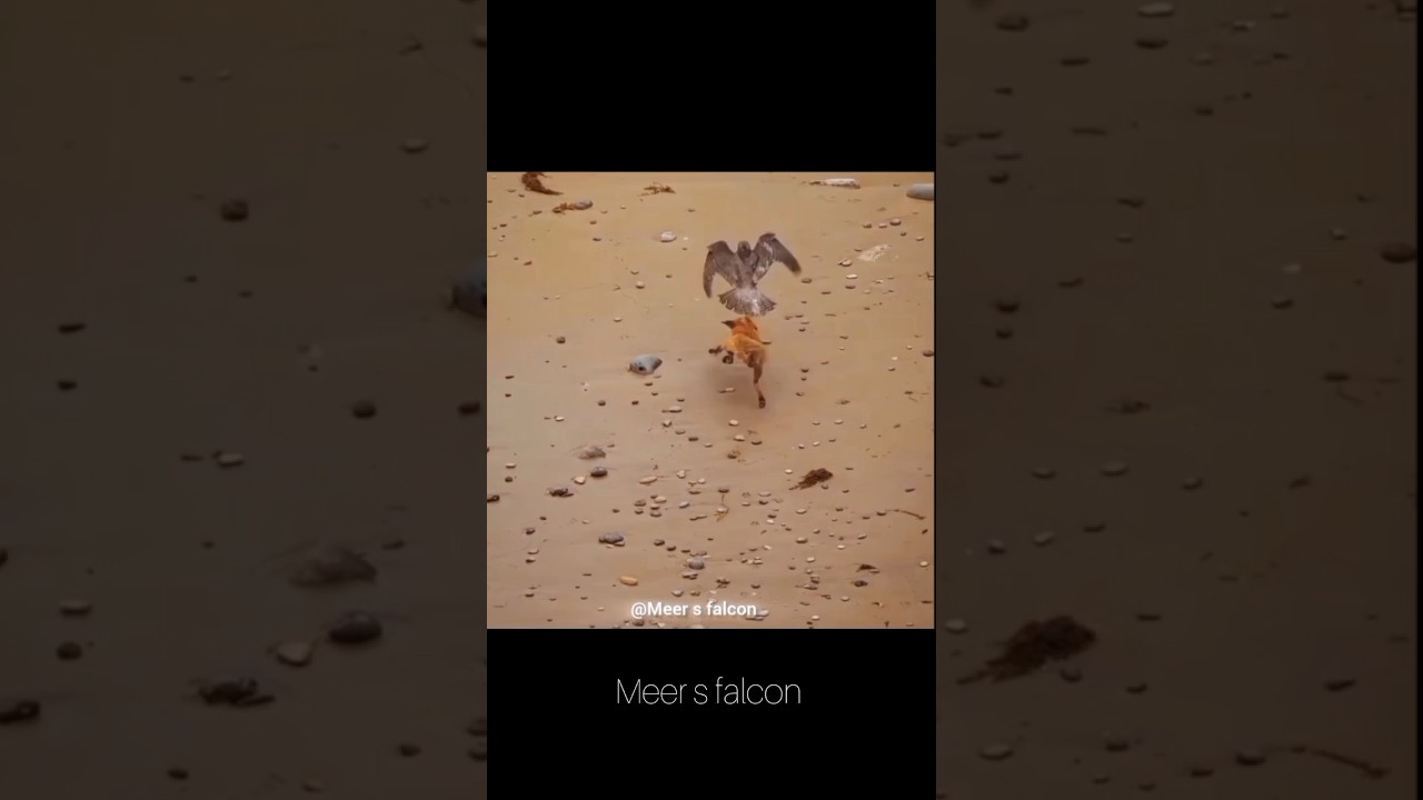 peregrine falcon vs Red fox 
