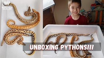 Blood Python UNBOXING!