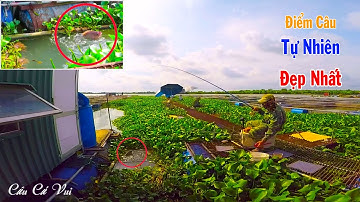 Điểm Câu Cá Tự Nhiên Đẹp Nhất, Nhiều Cá Khủng Nhất ➣ Câu Cá Ổ