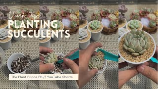 How to plant Succulents #Shorts