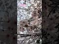 【桜】2026年度 #shorts #short #桜