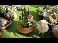 Big Terracotta Pot Succulents with Cacti Arrangement