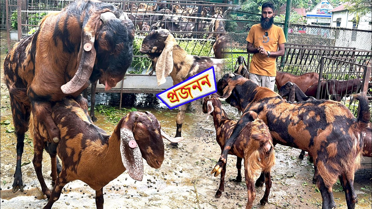 ছাগলের প্রজননে কুসংস্কার ও ভুল ধারণার চমকপ্রদ সত্য!