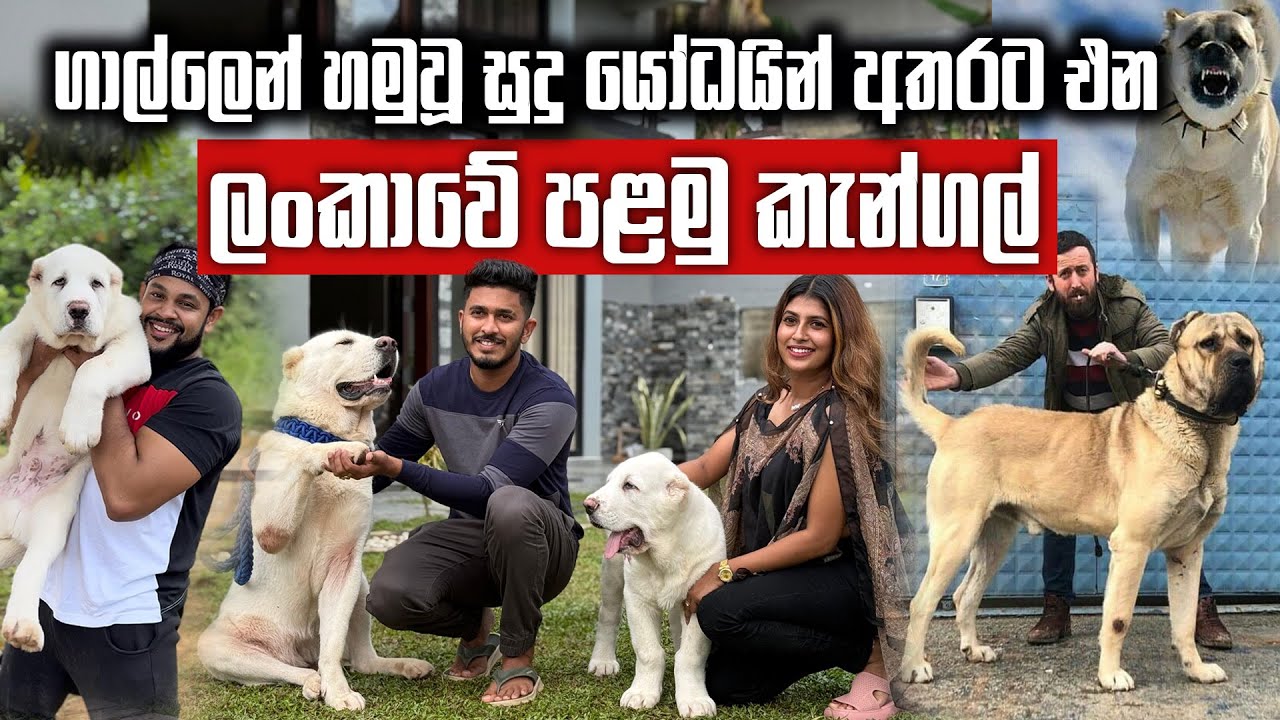 ගාල්ලෙන් හමුවූ කිලෝ 100කට ලොකුවන සුදු යෝධයින් අතරට එන ලංකාවේ පළමු කැන්ගල් | Alabai | Central Asian S