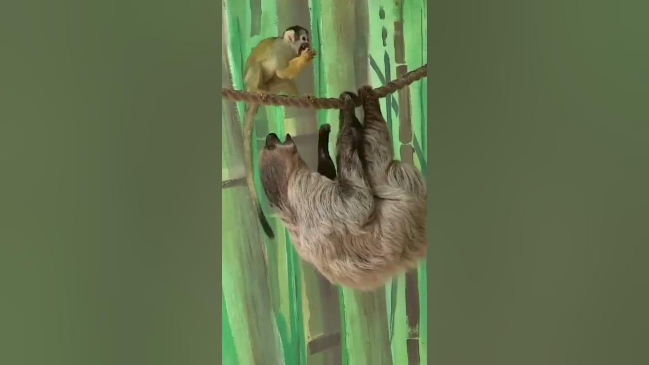 ХитроЖопая обезяна #Shorts - YouTube