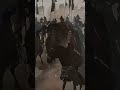 نحن الكرام فلا حي يعادلها       