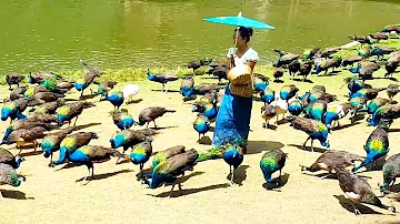 Peacock flying and peacock sound