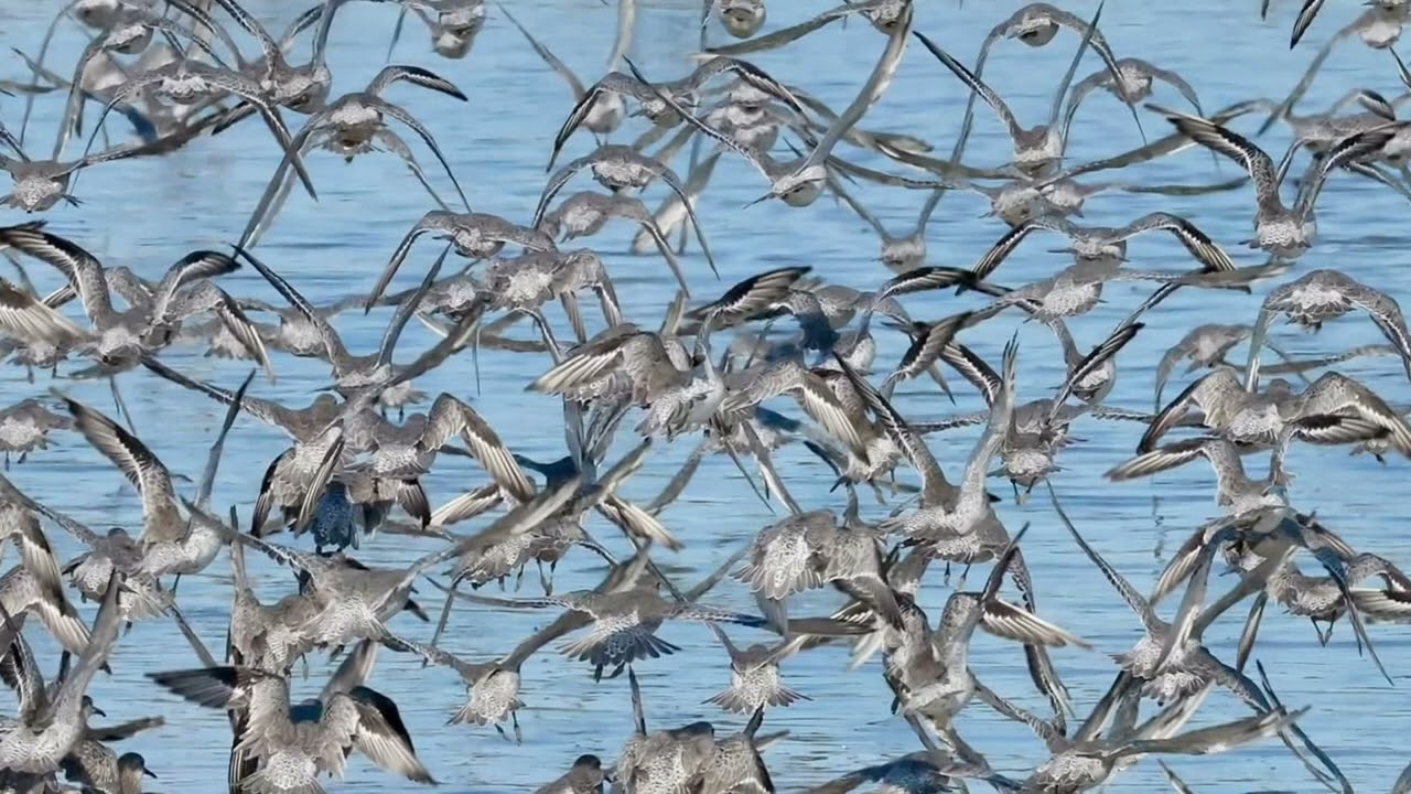 What a stunning sight - thousands of knot birds at RSPB Snettisham - October 2025.