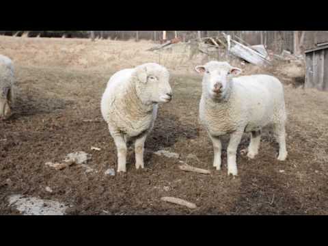 new camera test, farm animal ASMR