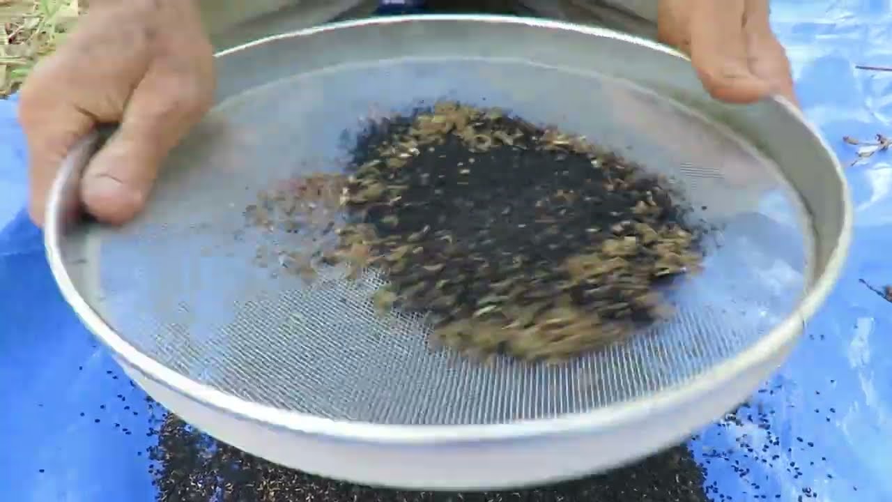 Sementes - Como beneficiar gergelim - Agricultura sintrópica.