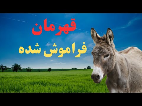 زندگی الاغ ها رازهایی که نمی دانستید زندگی الاغ ها حیوانات هوشمند