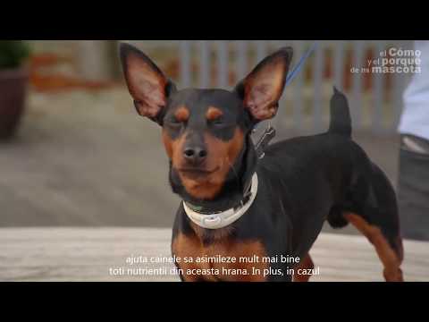 Video: Erupție Cutanată Datorată Contactului Cu Iritanții La Câini