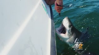 Jersey Shore Shark Alert