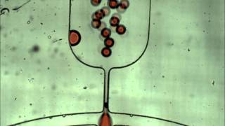 Double Droplet Maker