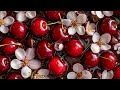 Cherry Blossom Screen Saver Sakura Cherriers Screensaver TV Wallpaper HD 