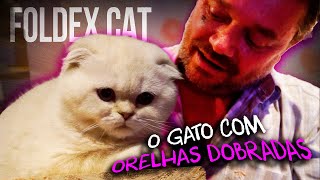 GATO FOLDEX: O SEGREDO POR TRÁS DAS ORELHAS DOBRADAS!