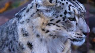 5 - Mind Blowing Facts About Snow Leopards