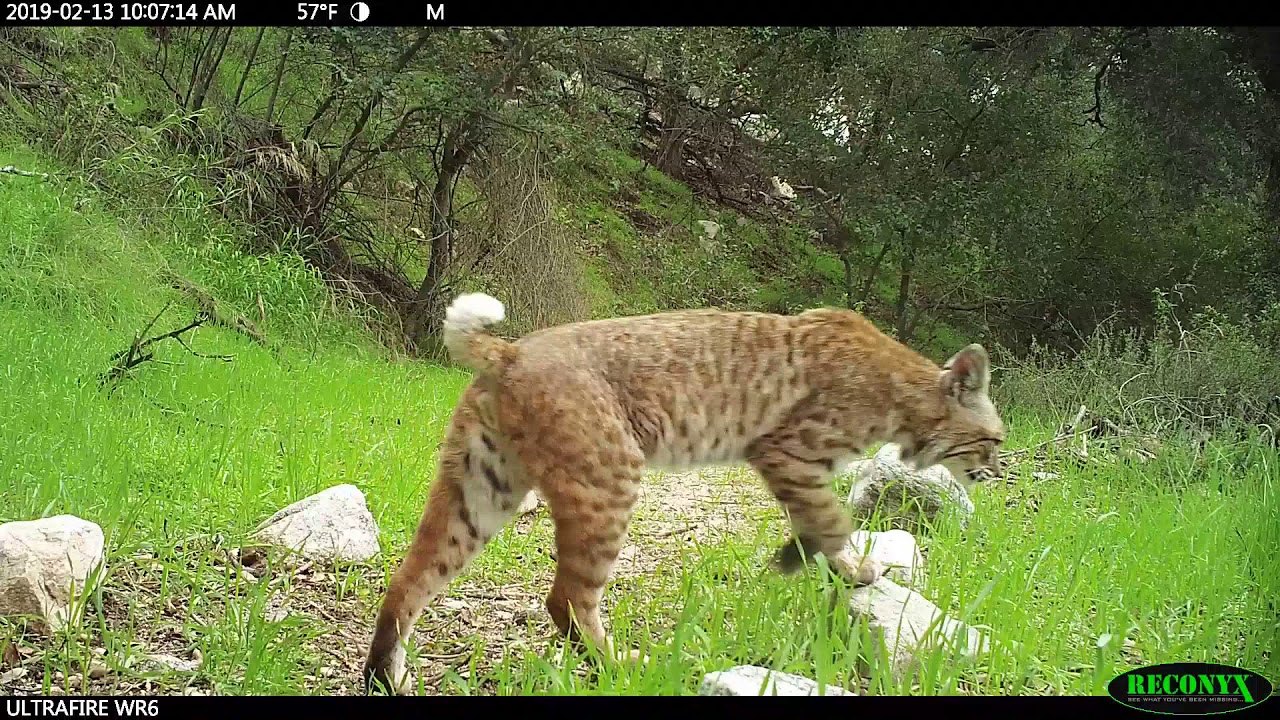 Bobcat - Rosemont Preserve - YouTube