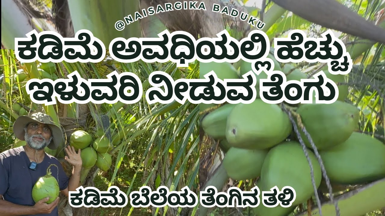 ಕಡಿಮೆ ಅವಧಿಯಲ್ಲಿ ಹೆಚ್ಚು ಇಳುವರಿ ನೀಡುವ ತೆಂಗು | ಕಡಿಮೆ ಬೆಲೆಯ ತೆಂಗಿನ ತಳಿ | High Yield Coconut Plants