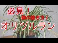 [観葉植物]オリヅルランの植え替え方法です！ガーデニングのテクニックも分かっちゃいます！