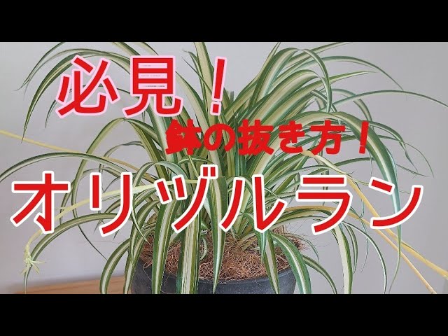 観葉植物 オリヅルランの植え替え方法です ガーデニングのテクニックも分かっちゃいます Youtube