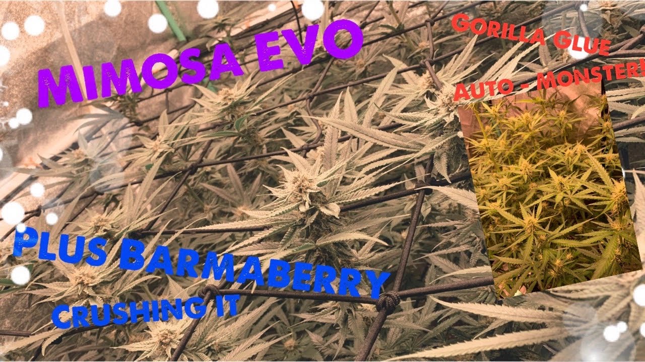Update 1.13: Mimosa Evo mid flower, massive Gorilla glue auto, plus stellar start too Barmaberry
