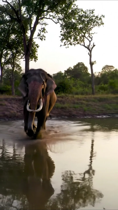 ඕකට තියපන් යකෝ.. Sri lankan elephant attacked village man #kawanthissa #elephantvideo #viralvideo