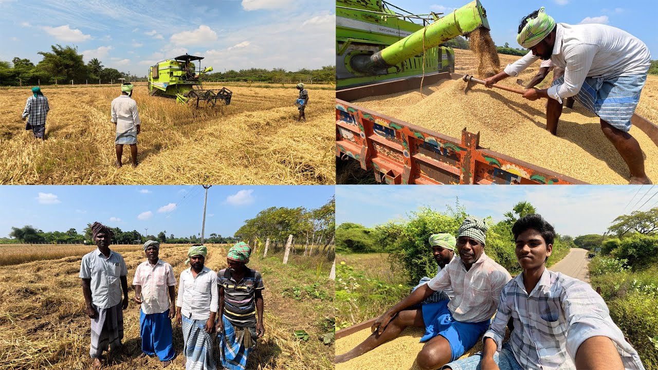 எங்கள் வயலில் நெல் அறுவடை , பூச்சி / தொடர் மழையினால் பயிர் பாதித்து பாதிக்கு மேல் கருக்காய்