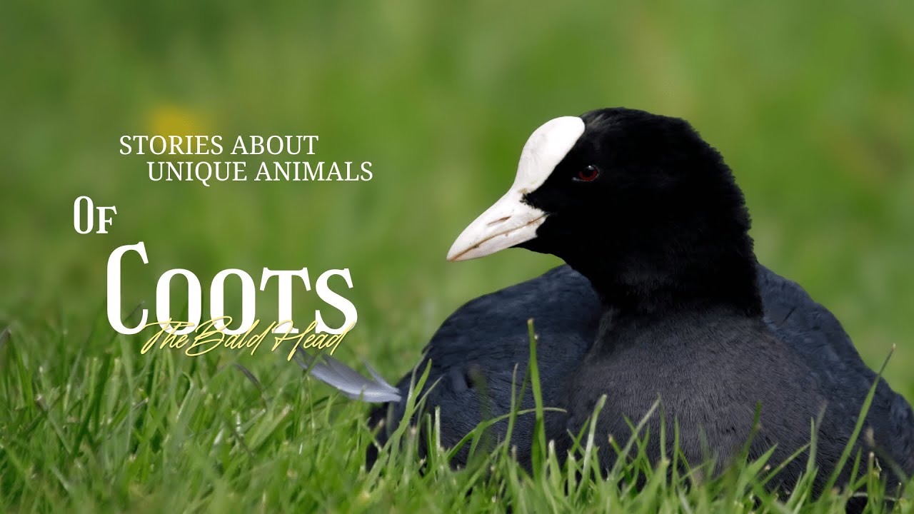 The Water Bird That Punishes Its Own Kids