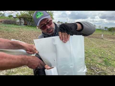 Büyük Cevizde Kollara Iskarpilalı Çeşit Değiştirme Aşı Ayrıntısıyla