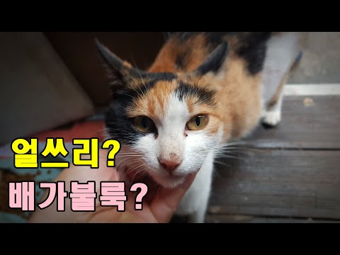 길냥_얼줌쉐끼루,모지리쉐끼르,얼쓰리,배 터질 듯 삼순이