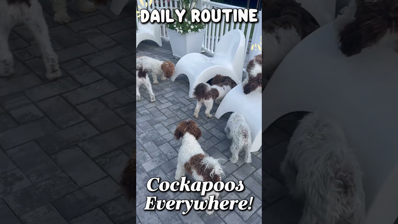 My Daily Life With The Wild Pack! Mostly Cockapoos.