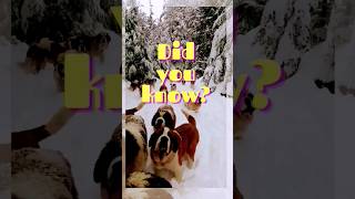 Fun facts about St. Bernard | Dogs are cutest #shorts #dog