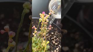 Spoon Leaf Sundew updates