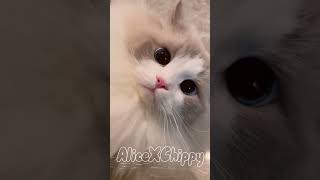 Hello This Is Kitty Do Not Steal