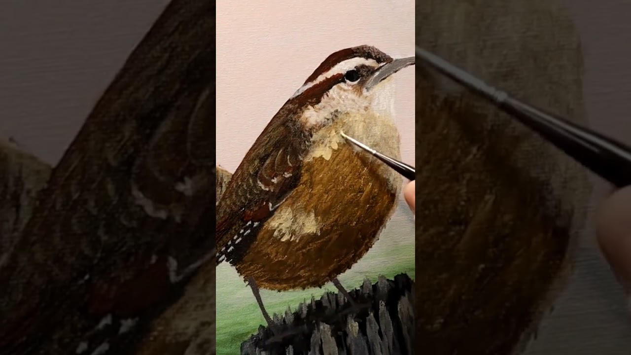 Carolina Wren coming to life