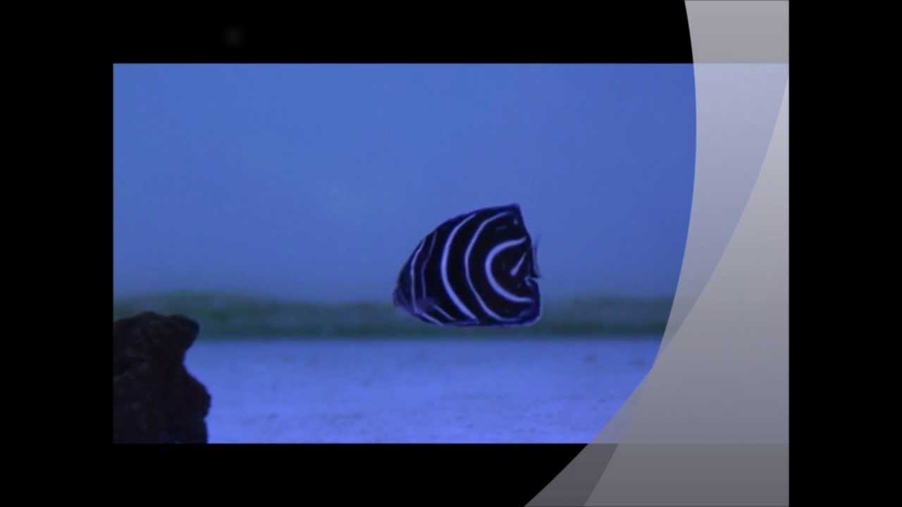 camera iphone 8 plus apk 87藍紋幼魚2(藍紋 香港)Pomacanthus semicirculatus juvenile(Semicircle angelfish)