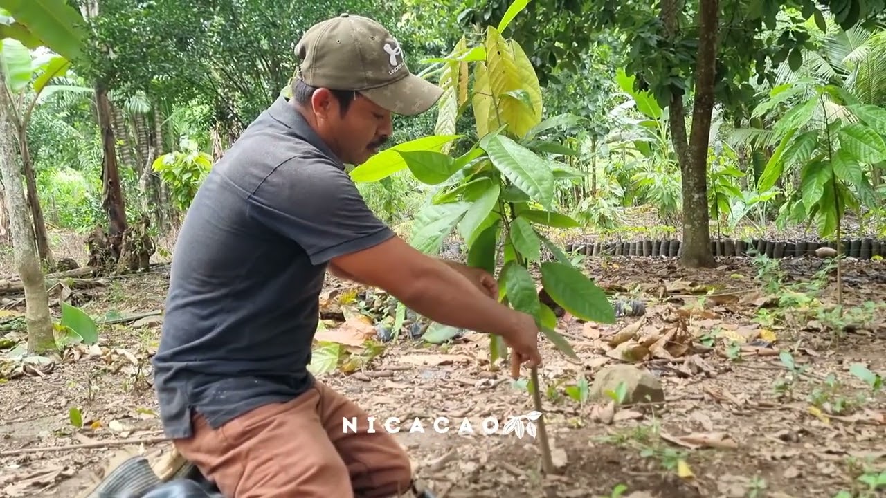 Paso a paso de la injertación en cacao